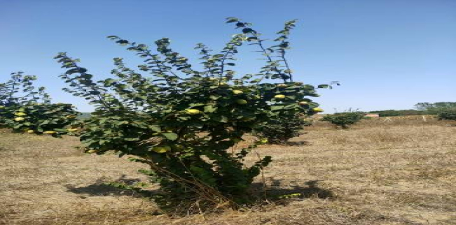 Land For Sale In Malkara - Tekirdag