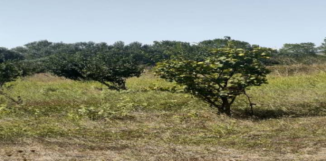 Land For Sale In Malkara - Tekirdag